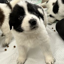 Karakachan Puppies from MI Family Farm