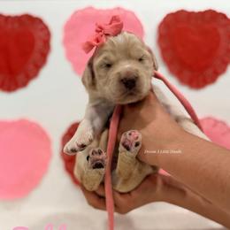 Dahlia - Cream female Goldendoodle puppy in Dallas County, Texas from Dream A Little Doodle