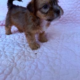 Boy 1 - Black and tan male Shorkie puppy in Florida from Shih tzus and Shorkies Galore