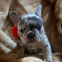 Aster - Blue female Companion Cross puppy in Peru, Indiana from Angies Little Bostons And Frenchies