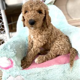 Aussiedoodle and Goldendoodle Puppies from Cuddly Doodles