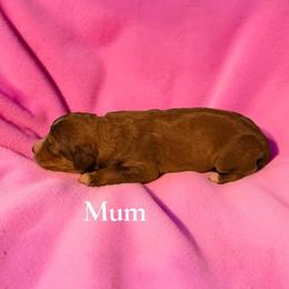Mum - Sable female Aussiedoodle puppy in Ellenburg Center, New York from Kristin's Puppies