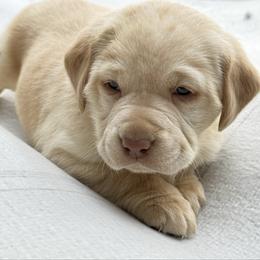 Ace - Yellow male Labrador Retriever puppy in Worland, Wyoming from Wind River Labrador’s