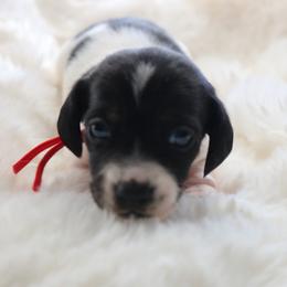 Red - Piebald male Dachshund puppy in Peebles, Ohio from Cave Valley Hounds