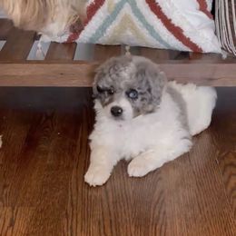 Aussiedoodle and Bernedoodle Puppies from LolliPop Farms