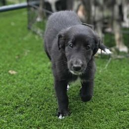 5M - Black female Silken Windhound puppy in Hanna, Oklahoma from Daybreak Silken Windhounds