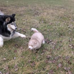 Heath - Red and white male Siberian Husky puppy in Coshocton, Ohio from Wyant Farms