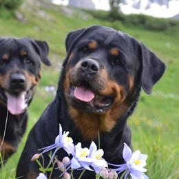 Rottweilers from Pine River Rottweilers