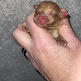 Scotch - Orange male Pomeranian puppy in Franklin, North Carolina from A&J Cutie Pawtooties