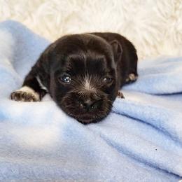 Rowen - Black male Mi-Ki puppy in Toronto, Ohio from Shekinah’s Mi-Kis & Cricket Hill’s Westies