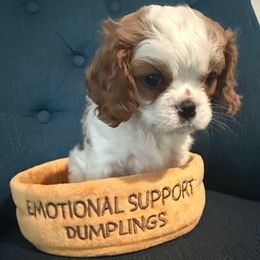 James - Blenheim male Cavalier King Charles Spaniel puppy in Richmond, Virginia from Classy Cavalier King Charles Spaniels