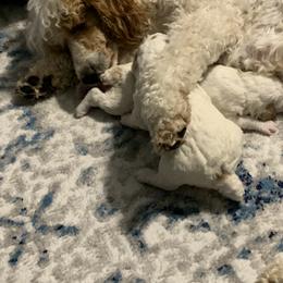 Poodle Puppies from Sunflower Poodles