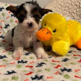 Brooke(1800.00) AVAILABLE - Parti female Yorkshire Terrier puppy in Brandenburg, Kentucky from Lil Amazing Paws Yorkshire Terriers