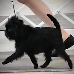 Journey - Affenpinscher