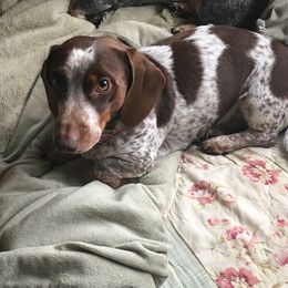 Max - Dachshund