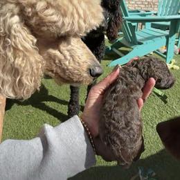 Poodle Puppies from Royal Dixie Poodles
