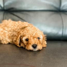 Ginger - Red female Cavapoo puppy in Saint George, Utah from Fitzdoodles