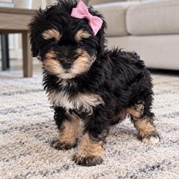 Blanche - Phantom female Poodle puppy in Bryn Mawr, Pennsylvania from Main line furry friends