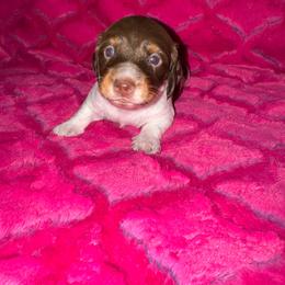 Dukette - Piebald female Dachshund puppy in Williston Highlands, Florida from The Hunters Doxie Den