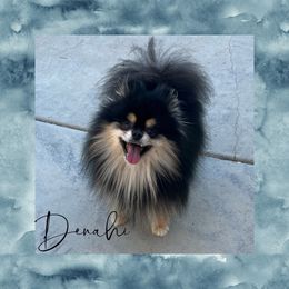 Denahi - Pomeranian