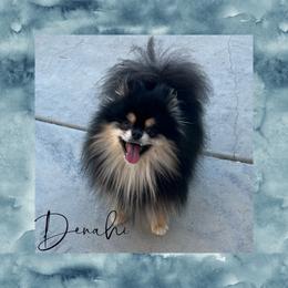 Denahi - Pomeranian