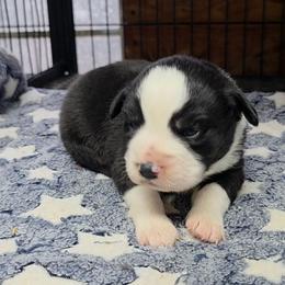 Clyde - Black tri male Miniature Australian Shepherd puppy in Leonard, Texas from Tin Roof Aussies