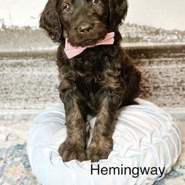 Hemingway - Phantom male Goldendoodle puppy in Pasco, Washington from Camp Doodle Woods