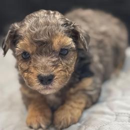 Mesa - Merle female Maltipoo puppy in Lebanon, Kentucky from Mosaic Merle Doodles