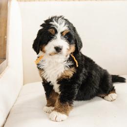 'Peter' Orange Collar Male - Tri-color male Bernedoodle puppy in Kamas, Utah from A + E Farms