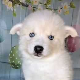 Diamond -2200 - White female Pomsky puppy in Spring Hill, Florida from www.PuppyTimeEmporium.com