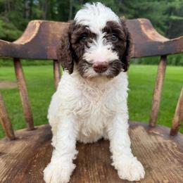 Knightley - Brown and white male Sheepadoodle puppy in Lowville, New York from Adirondack Goldendoodles