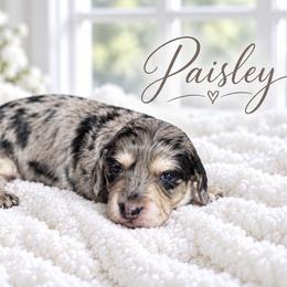 Paisley - Dapple female Dachshund puppy in Mountainburg, Arkansas from Charisma Dachshunds