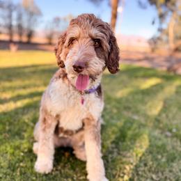 Sunny - Bernedoodle