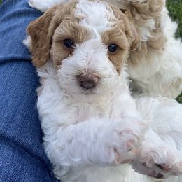 Cavapoo and Poodle Puppies from Red Paw Farm