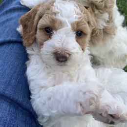 Cavapoo and Poodle Puppies from Red Paw Farm