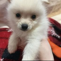 Phillip - White male Pomsky puppy in Barryton, Michigan from JHS Pomsky