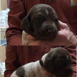 Boy 1 - Liver roan male German Shorthaired Pointer puppy in Topeka, Kansas from Autumn Prairie Kennel