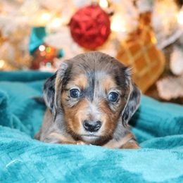 Girl 1 - Dapple Dachshund puppy in Pontotoc, Mississippi from Doubletake Doodles & Dachshunds