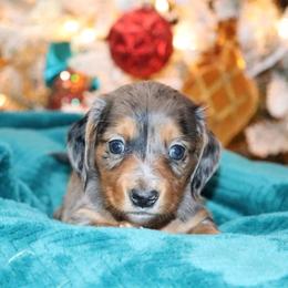 Girl 1 - Dapple Dachshund puppy in Pontotoc, Mississippi from Doubletake Doodles & Dachshunds