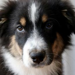 Beignet - Black tri-color Australian Shepherd puppy in Hurricane, Utah from Coral Sun Aussies