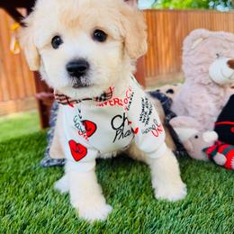 ACE - Champagne male Maltipoo puppy in Sugar Land, Texas from Celebrity Maltipoos