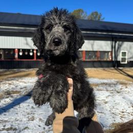 Donner - Black male Labradoodle puppy in Monticello, Georgia from Daylin’s Doodles & Labradors