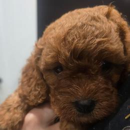 Boy 2 - Red male Cavapoo puppy in Knoxville, Tennessee from Shannan's Cavapoos