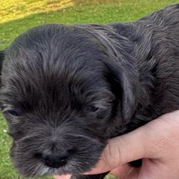 Taylor (Boy 5) - Black male Cavapoo puppy in Locust Grove, Georgia from Southern Charm Cavapoos