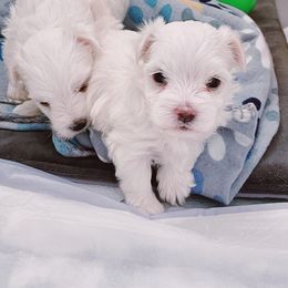 Maltese, Morkie, and Yorkshire Terrier Puppies from Little Paws Nursery