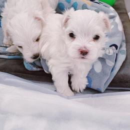 Maltese, Morkie, and Yorkshire Terrier Puppies from Little Paws Nursery