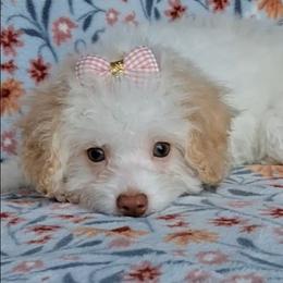 Shasta - White female Maltipoo puppy in Crestview, Florida from Little Cupcakes and Little Pumpkins Maltipoos