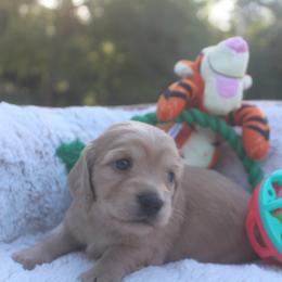 Dachshund Puppies from JP’s Dachshunds
