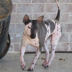 American Hairless Terrier All Grown Up from Strider’s American Hairless Terriers