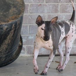 American Hairless Terrier All Grown Up from Strider’s American Hairless Terriers